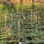 1 Moes Road, WALLIGAN, QLD 4655 AUS