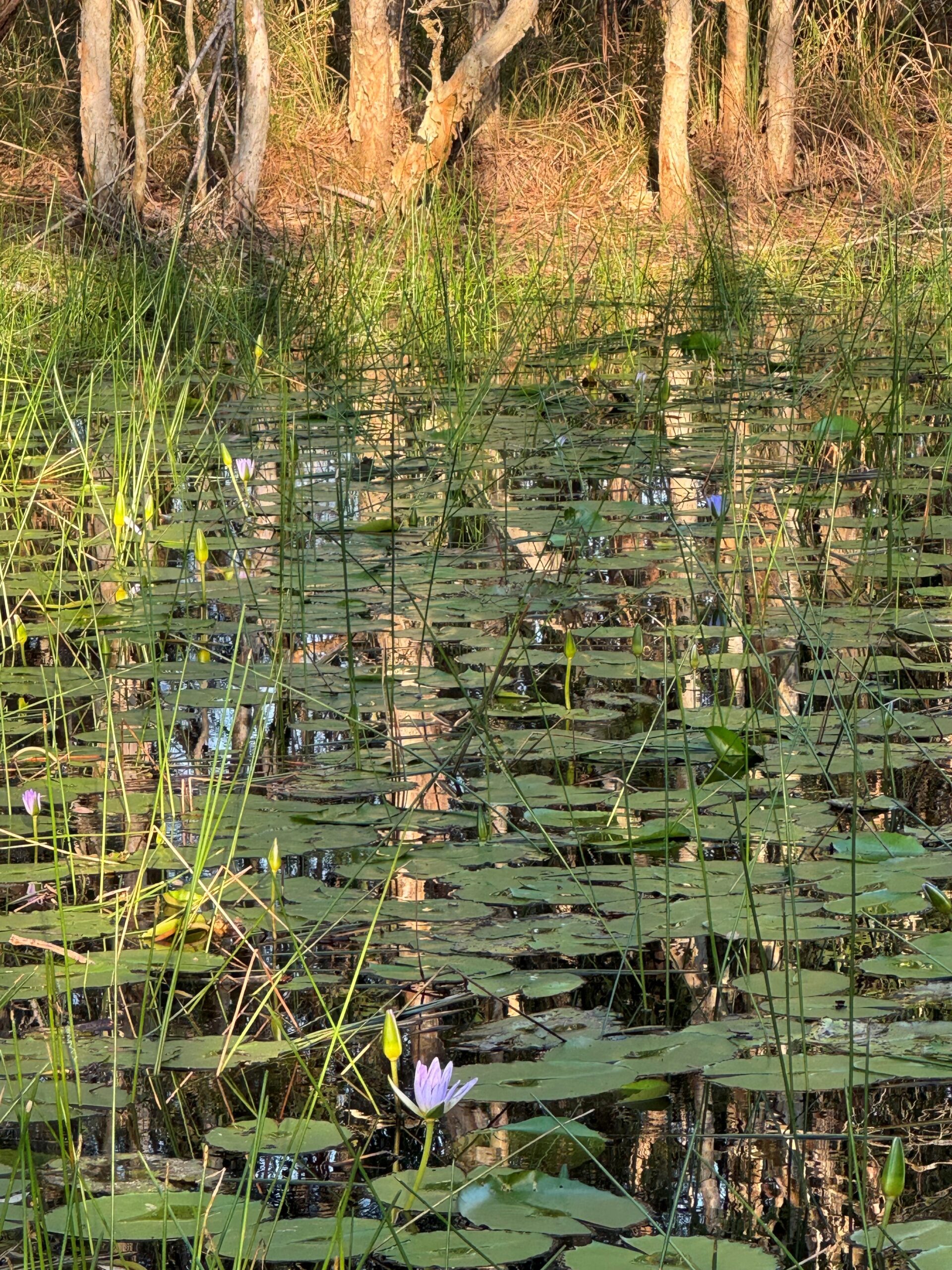 1 Moes Road, WALLIGAN, QLD 4655 AUS