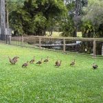200 Parke Avenue, SUNSHINE ACRES, QLD 4655 AUS