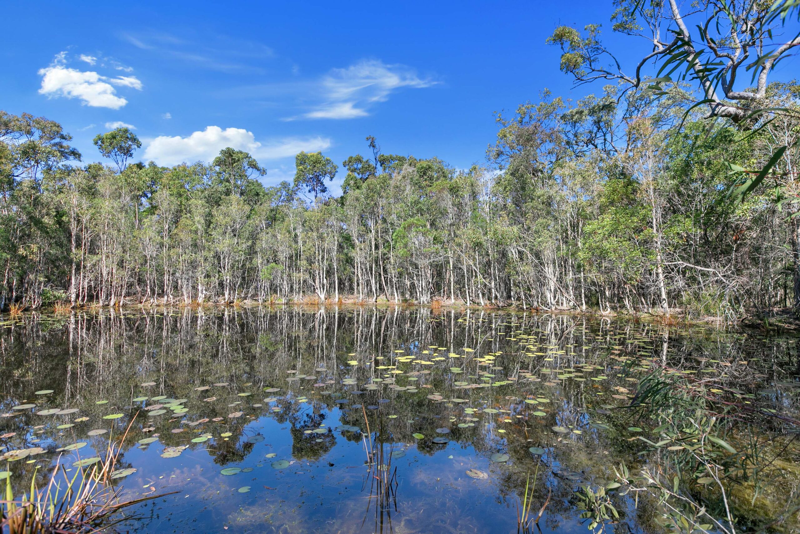 81 Moes Road, WALLIGAN, QLD 4655 AUS