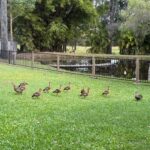 200 Parke Avenue, SUNSHINE ACRES, QLD 4655 AUS