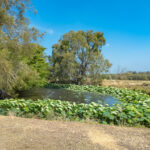 176 Woods Road, NIKENBAH, QLD 4655 AUS